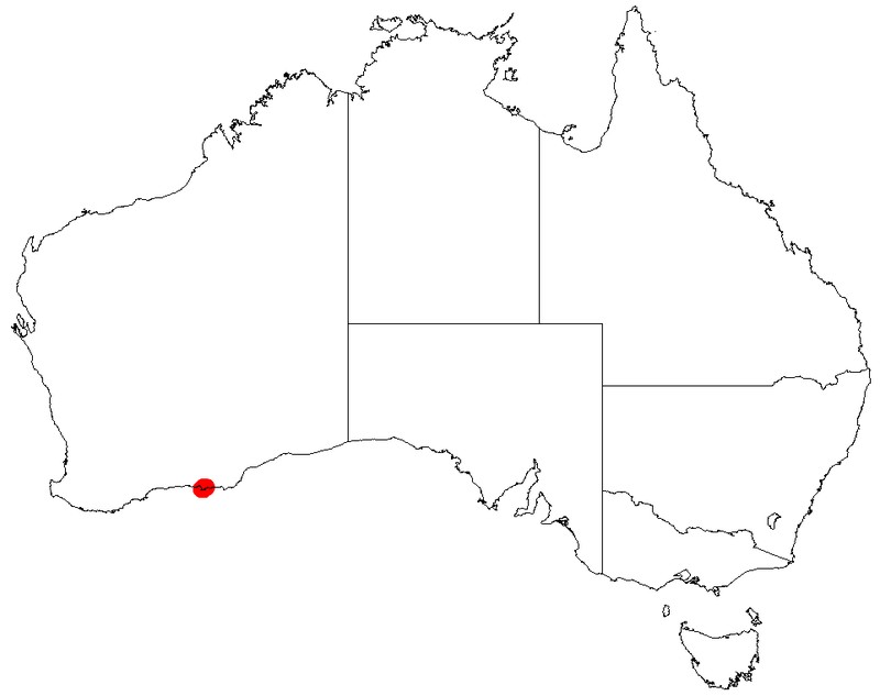 Acacia incanicarpa