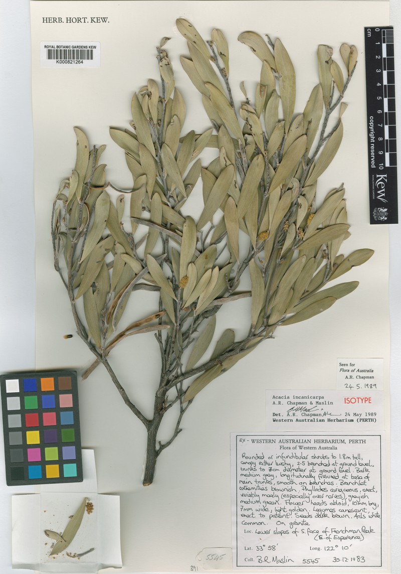 Acacia incanicarpa photo 2