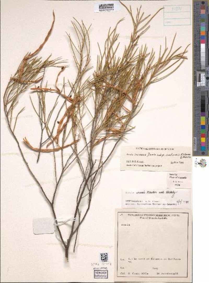 Acacia inceana photo 4