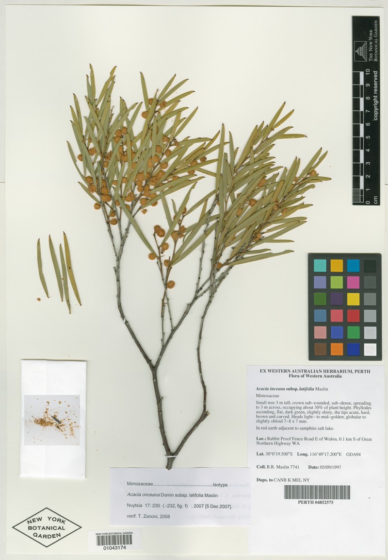 Acacia inceana photo 2