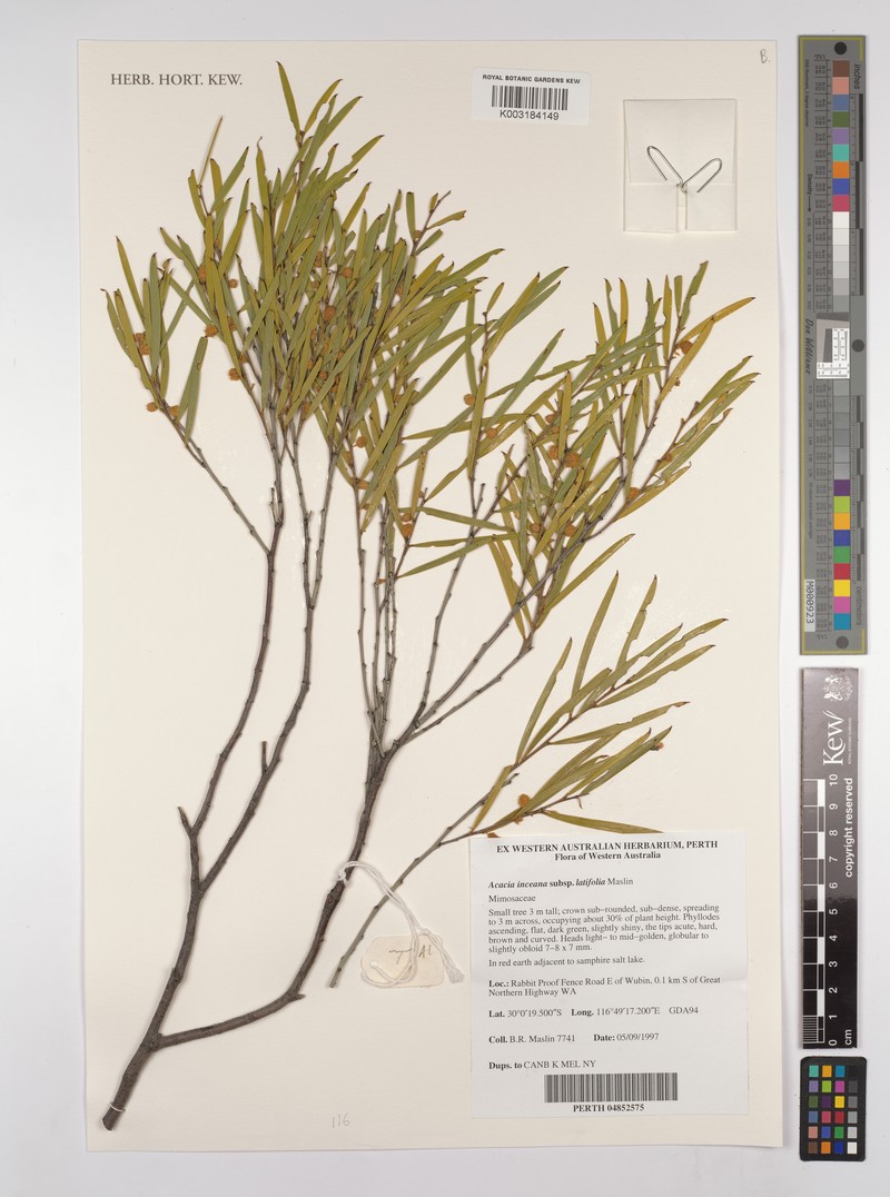 Acacia inceana photo 3