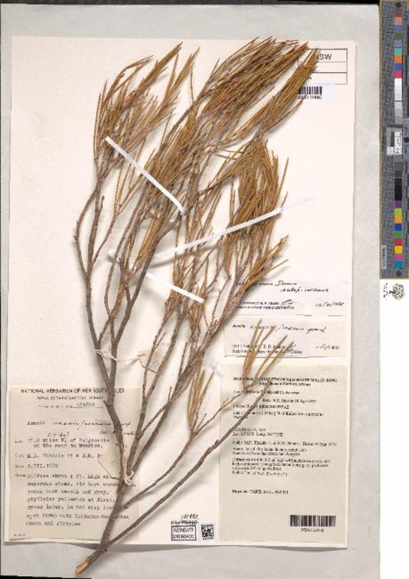 Acacia inceana subsp. inceana