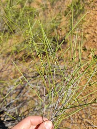 Acacia incognita
