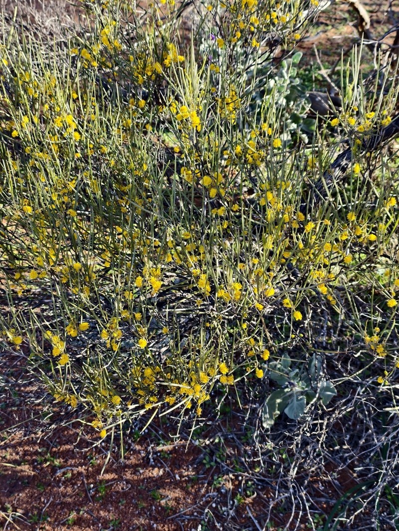 Acacia incognita photo 5