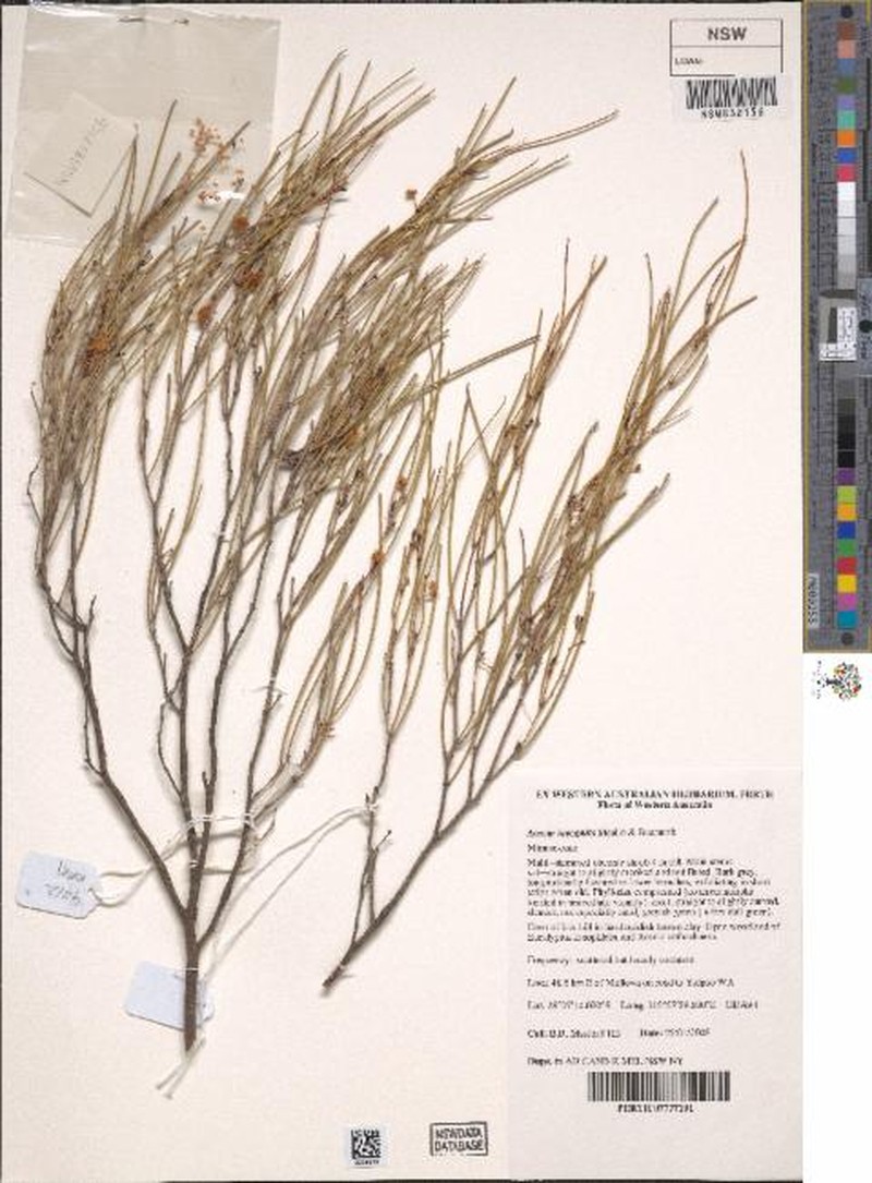Acacia incognita photo 6