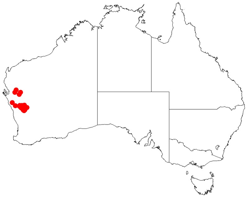 Acacia incognita