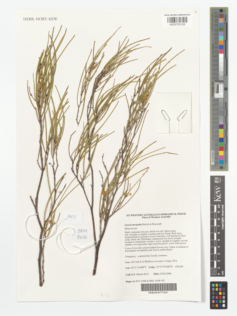 Acacia incognita photo 2