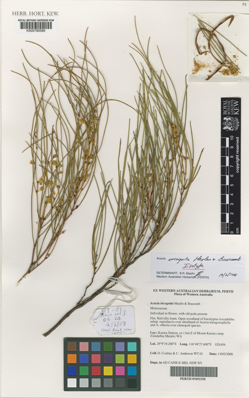 Acacia incognita photo 3