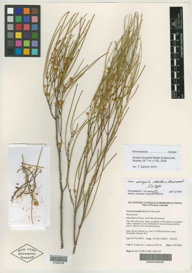 Acacia incognita photo 4
