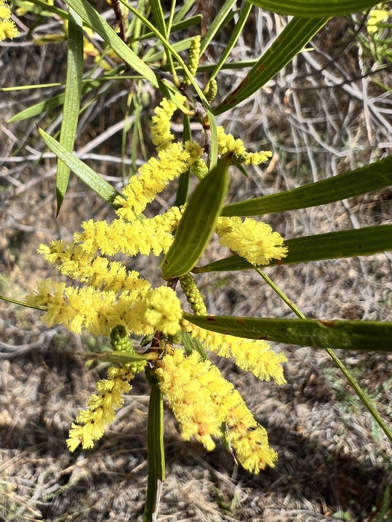 Acacia incongesta photo 3