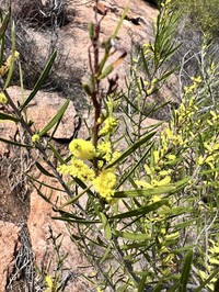 Acacia incongesta