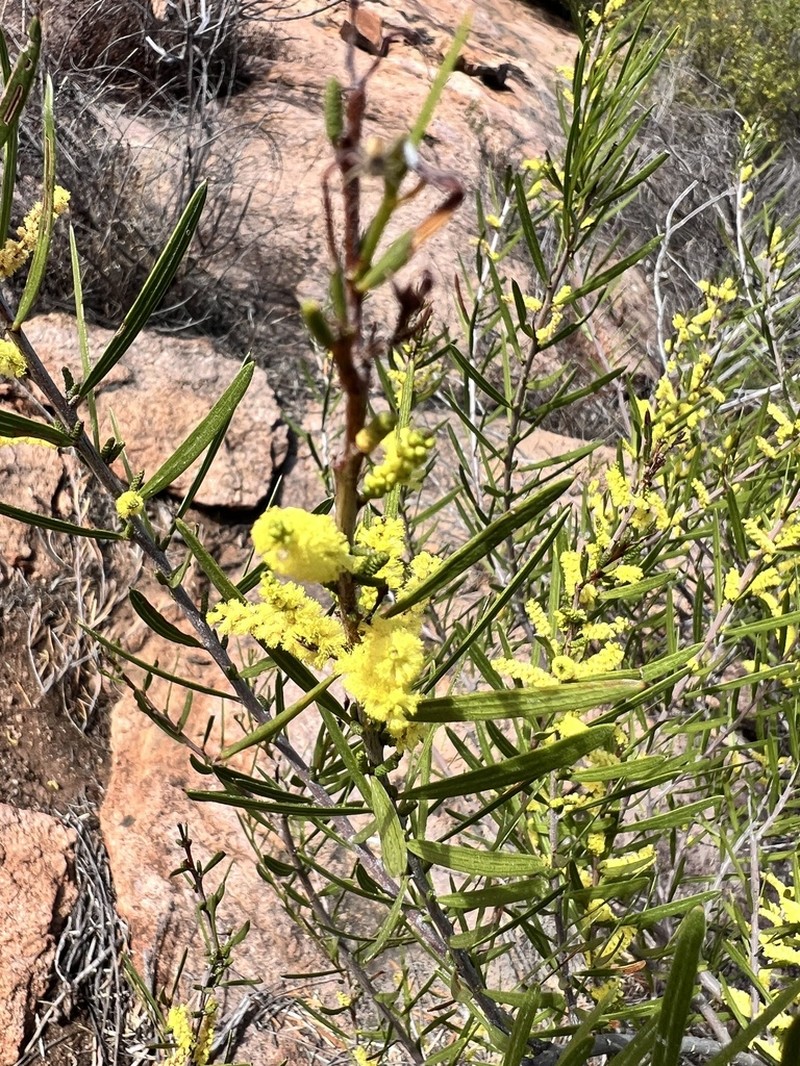 Acacia incongesta