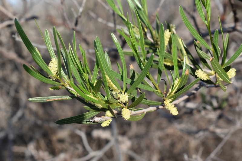 Acacia incongesta photo 2
