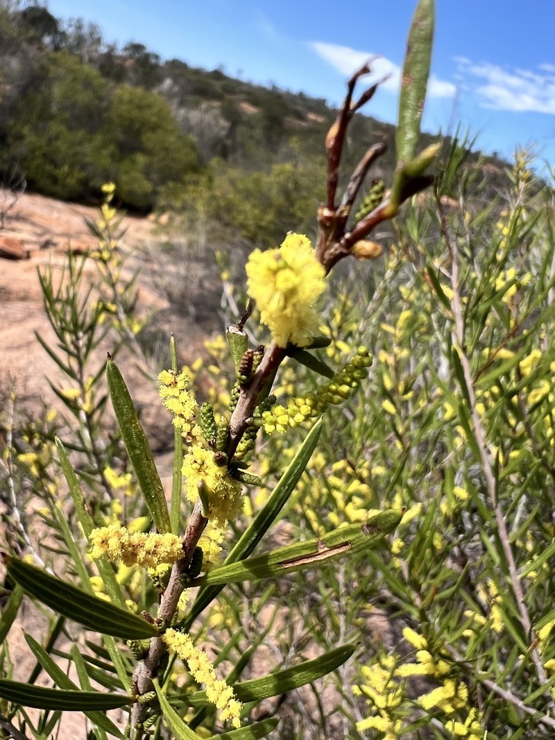 Acacia incongesta photo 3