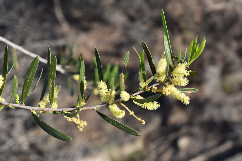 Acacia incongesta photo 4