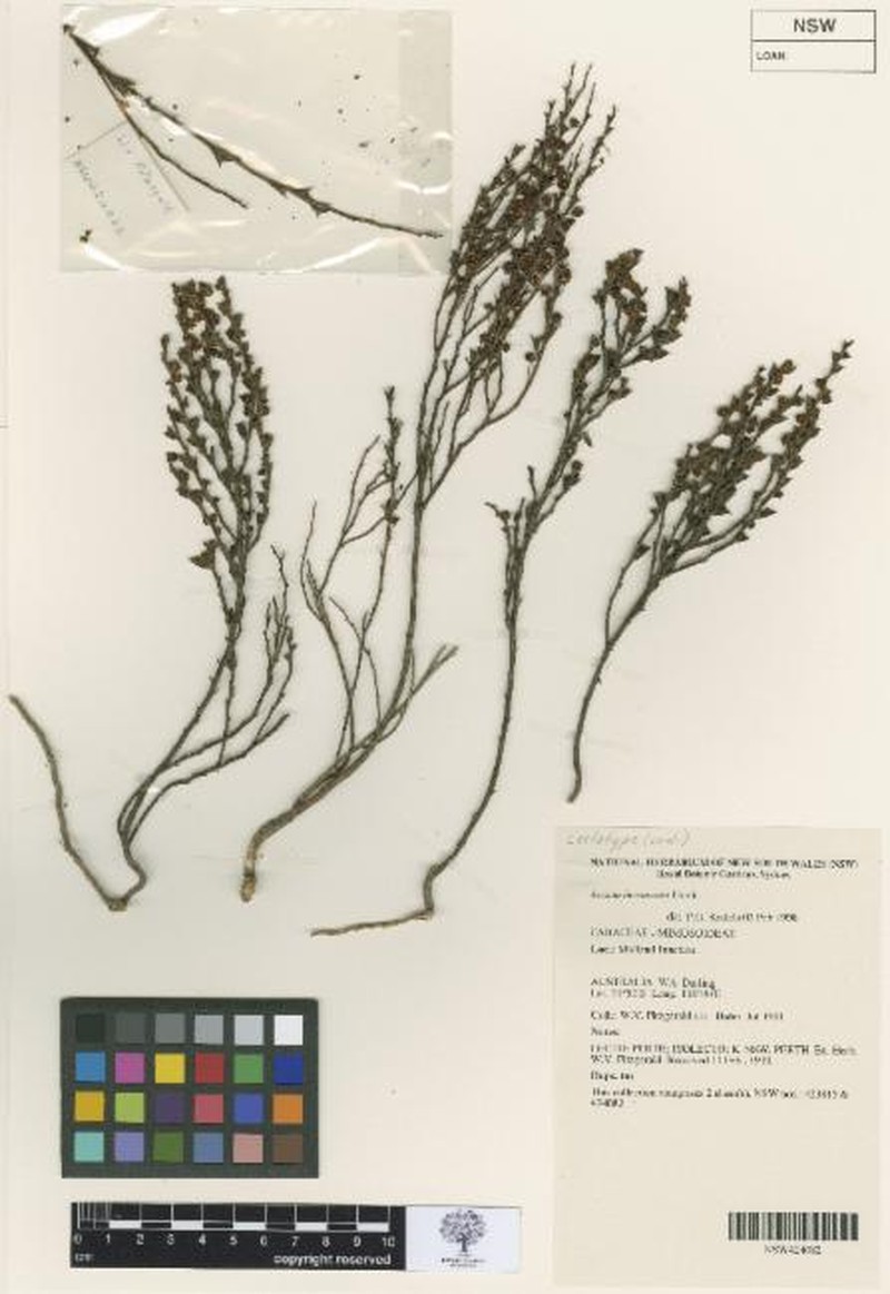 Acacia incrassata photo 2