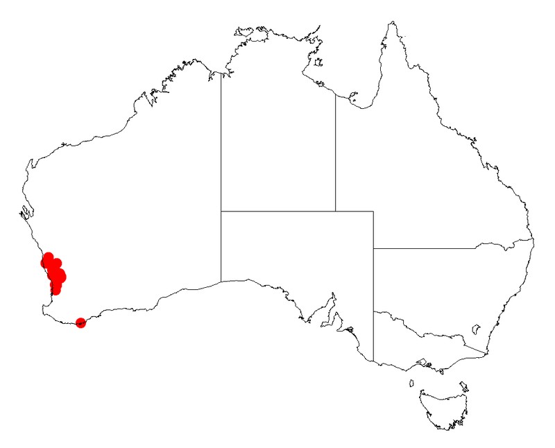 Acacia incrassata