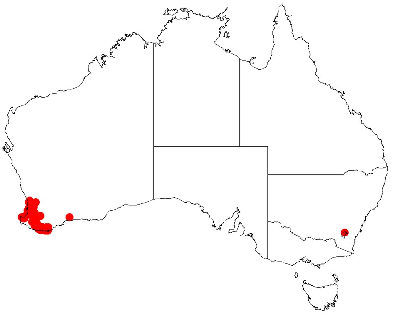 Acacia incurva