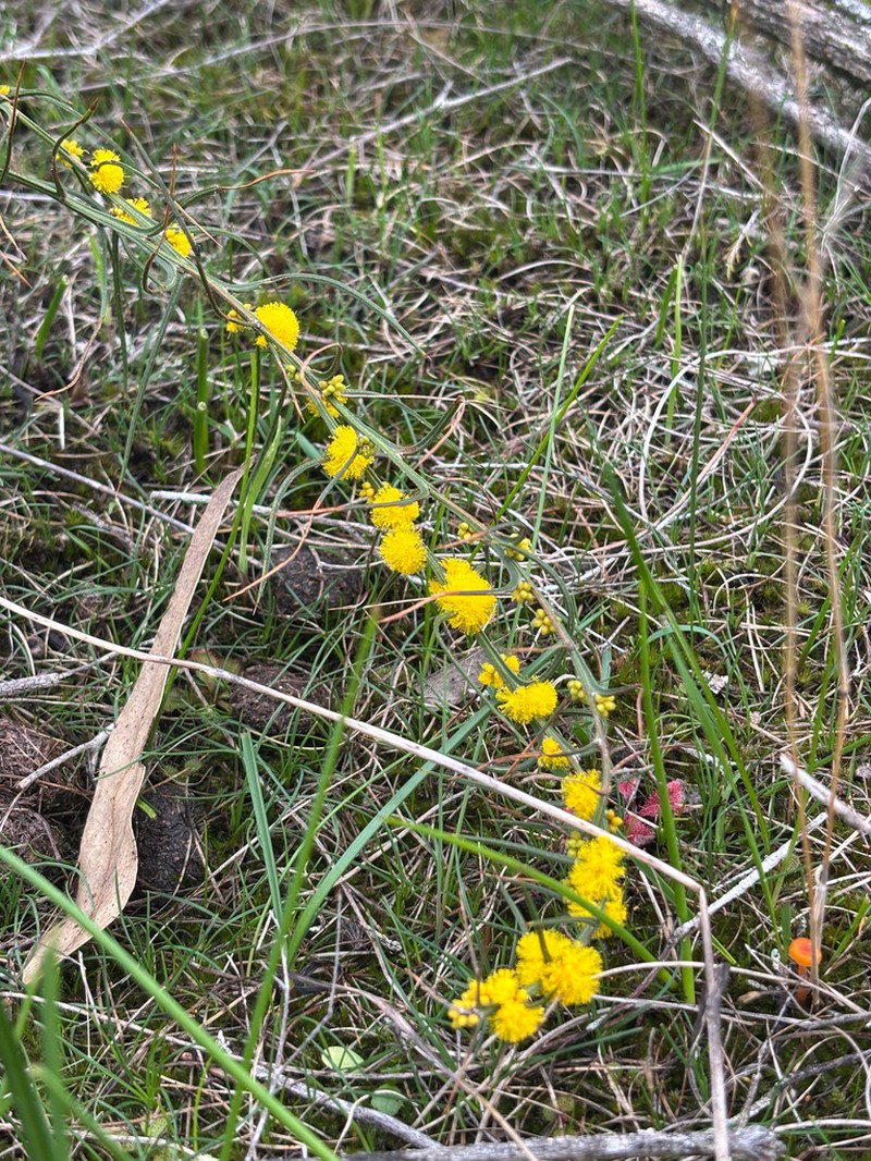 Acacia incurva photo 2