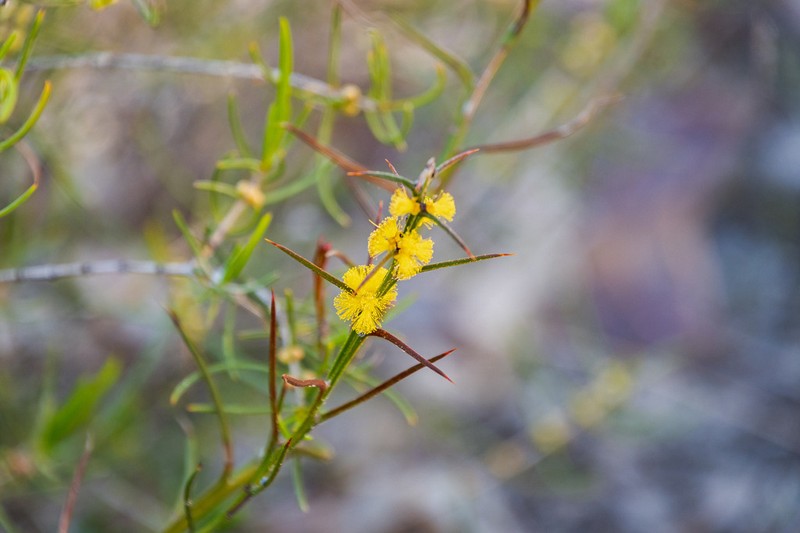 Acacia incurva photo 3