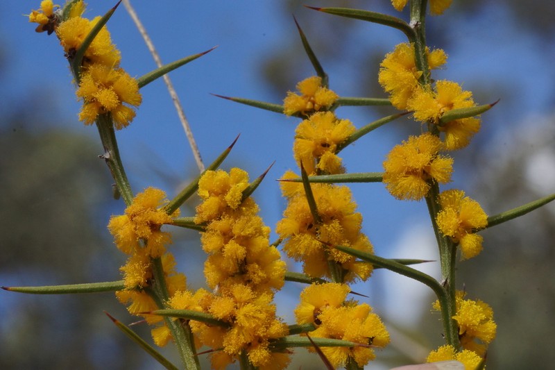 Acacia incurva photo 5