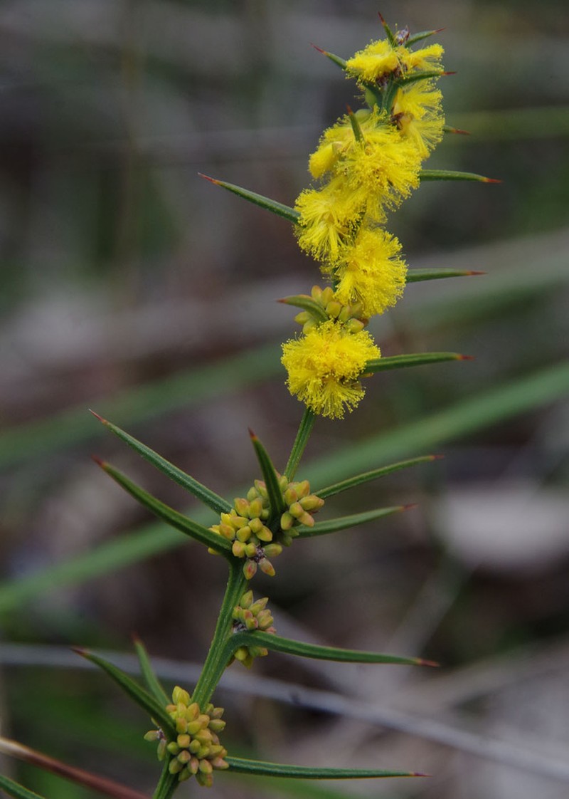 Acacia incurva photo 6