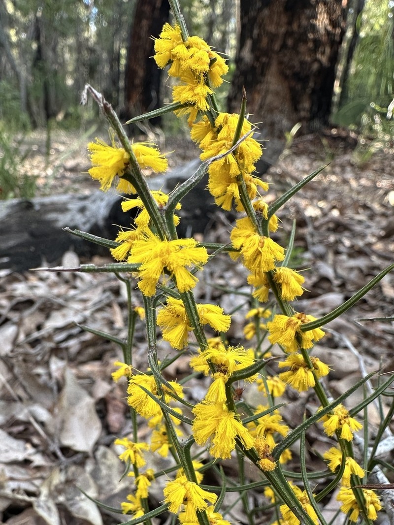 Acacia incurva photo 7