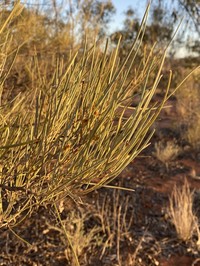 Acacia incurvaneura