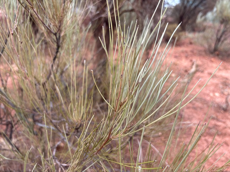 Acacia incurvaneura photo 3