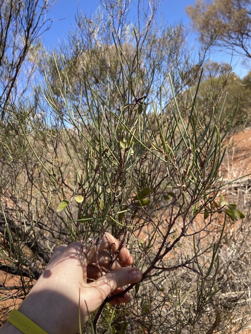 Acacia incurvaneura photo 4