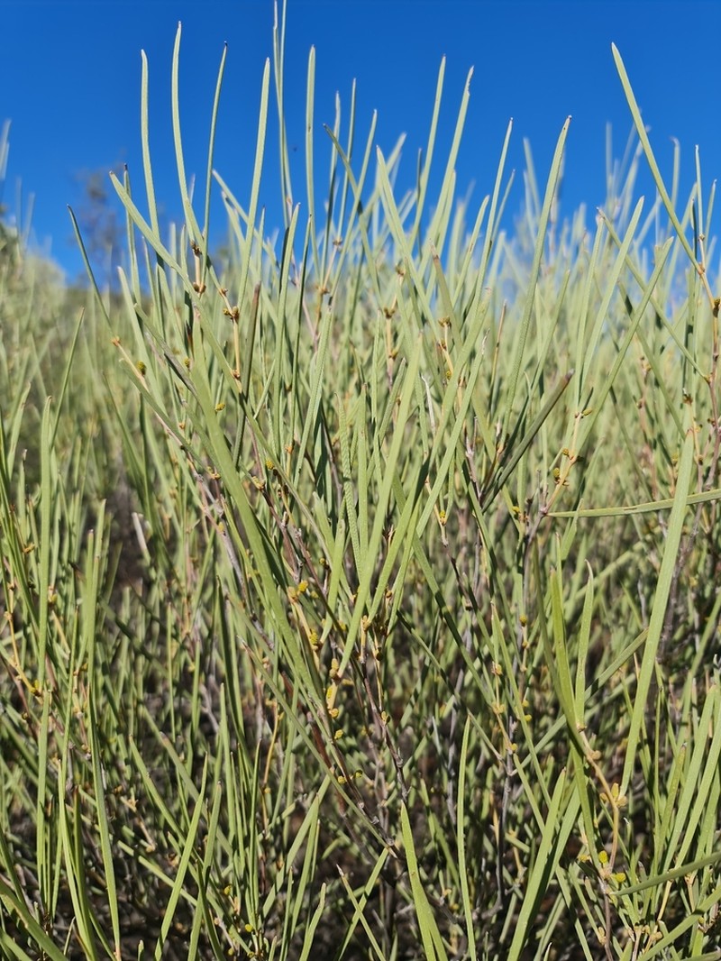 Acacia incurvaneura photo 5