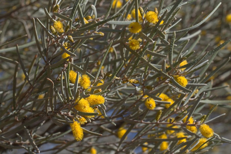 Acacia incurvaneura photo 6