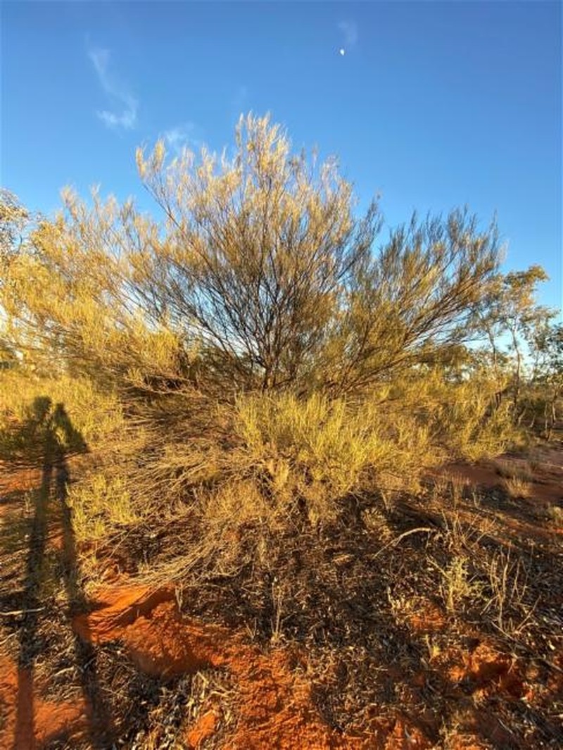 Acacia incurvaneura photo 7