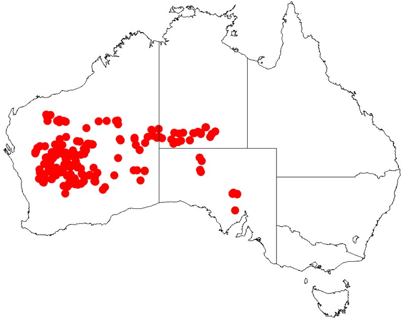 Acacia incurvaneura