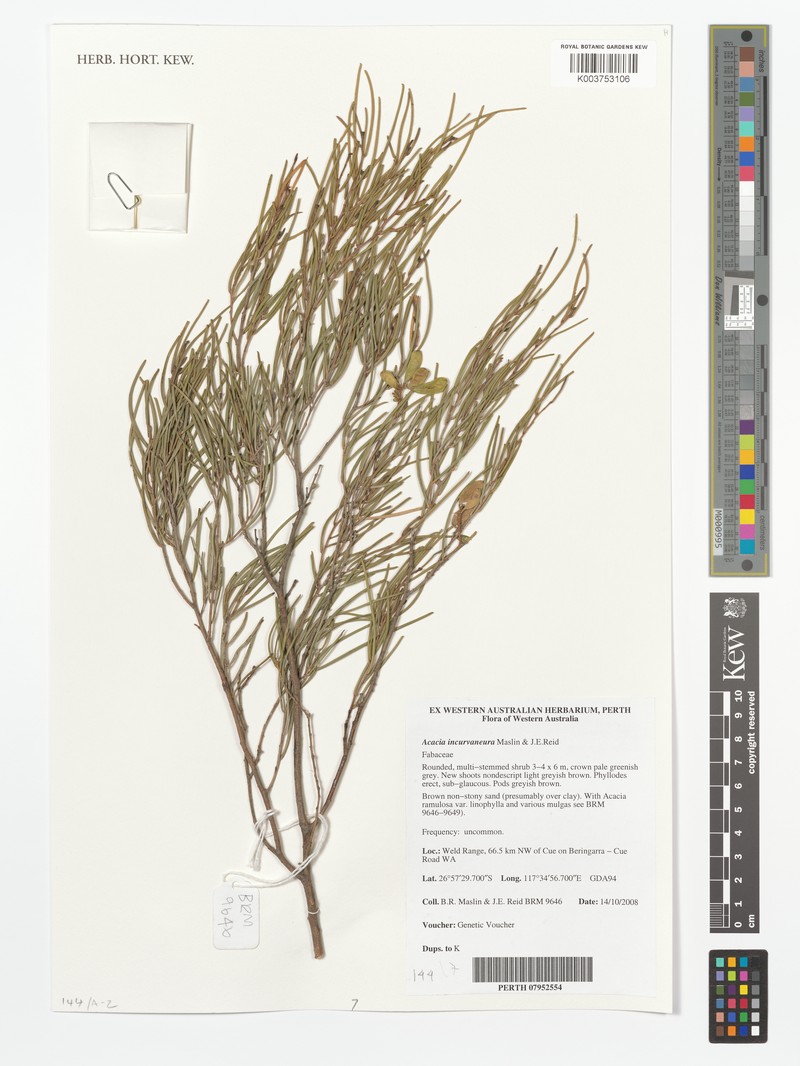 Acacia incurvaneura photo 2