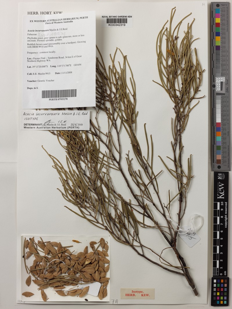 Acacia incurvaneura photo 3