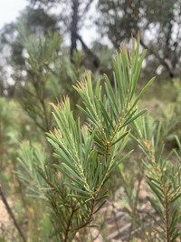 Acacia infecunda