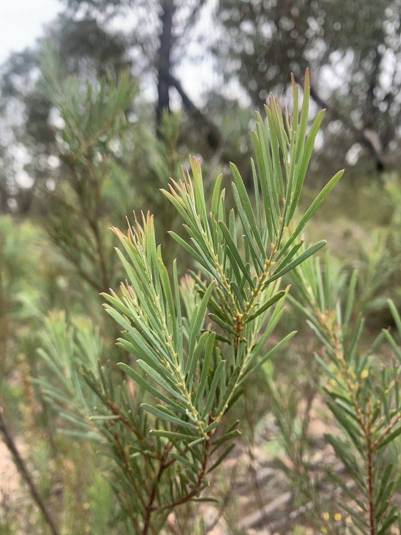 Acacia infecunda