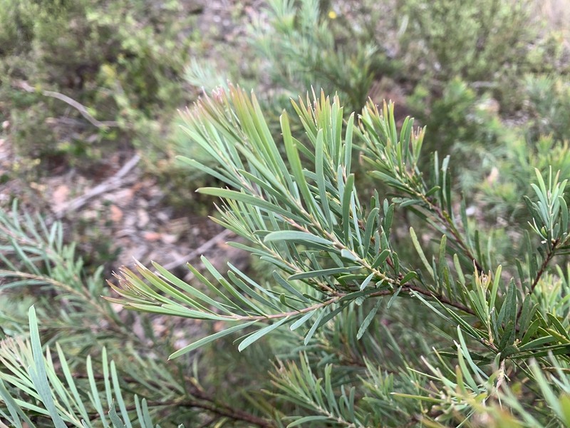 Acacia infecunda photo 2