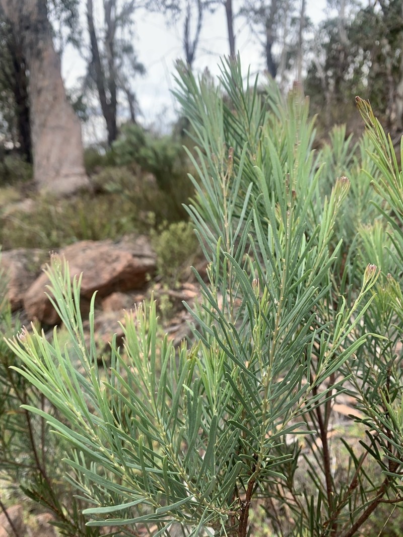 Acacia infecunda photo 3