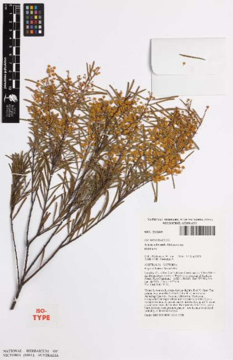 Acacia infecunda photo 4