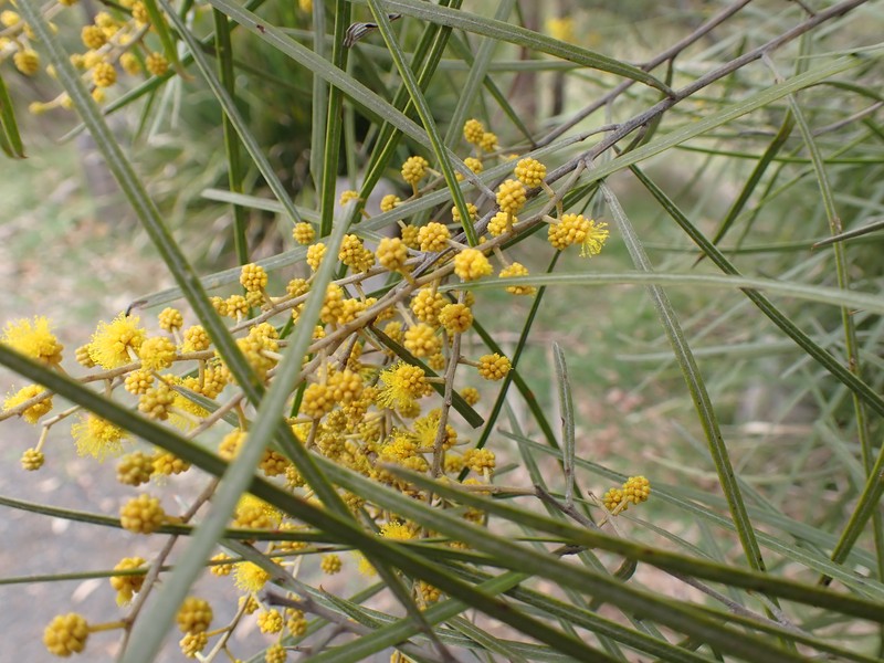 Acacia ingramii