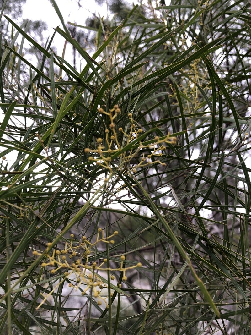 Acacia ingramii photo 2