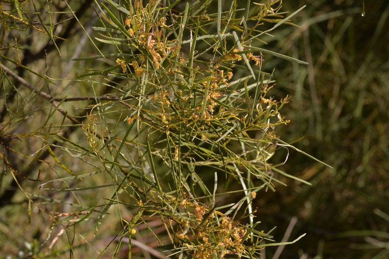 Acacia ingramii photo 3