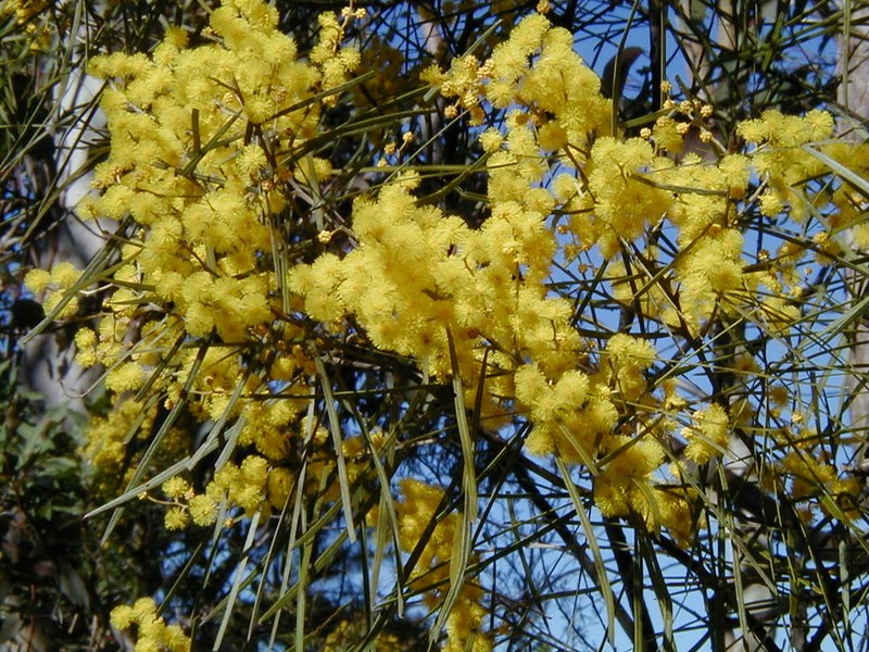Acacia ingramii photo 4