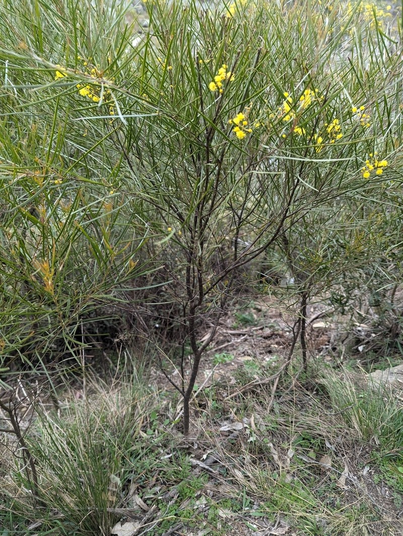 Acacia ingramii photo 5