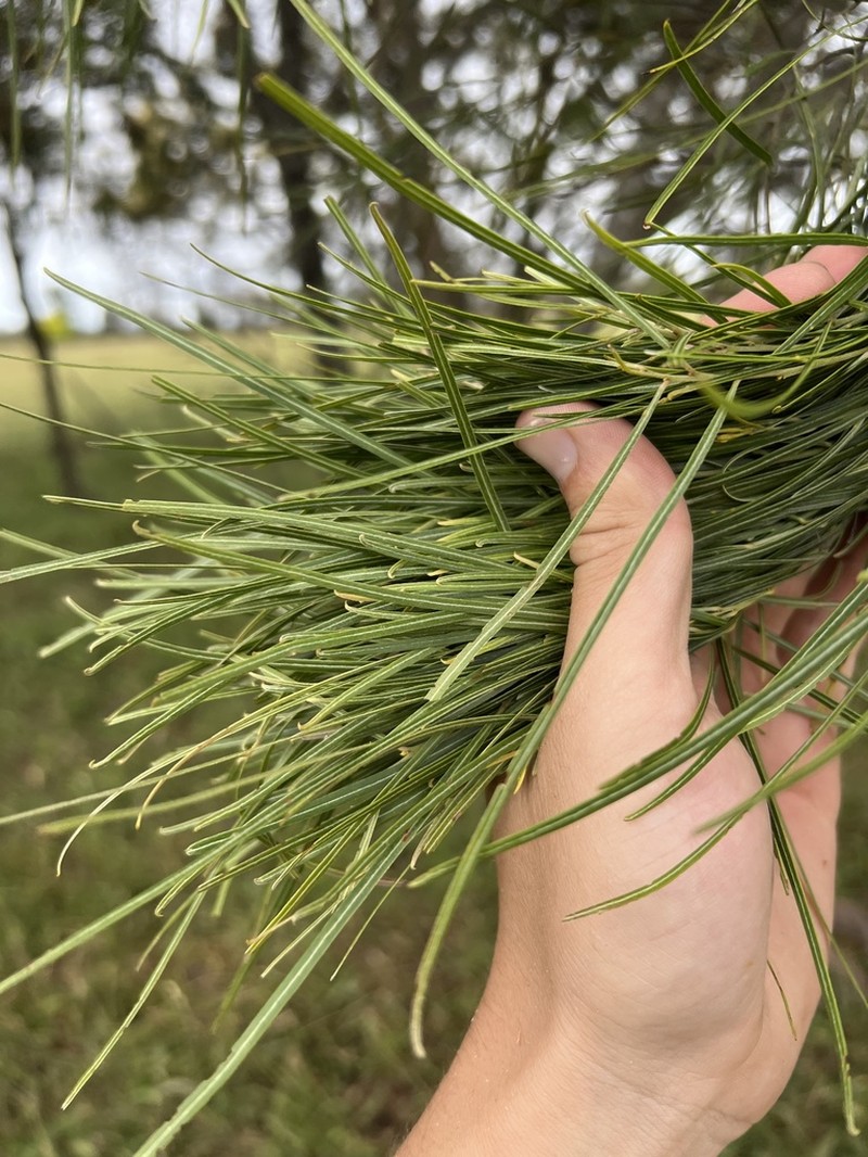 Acacia ingramii photo 6