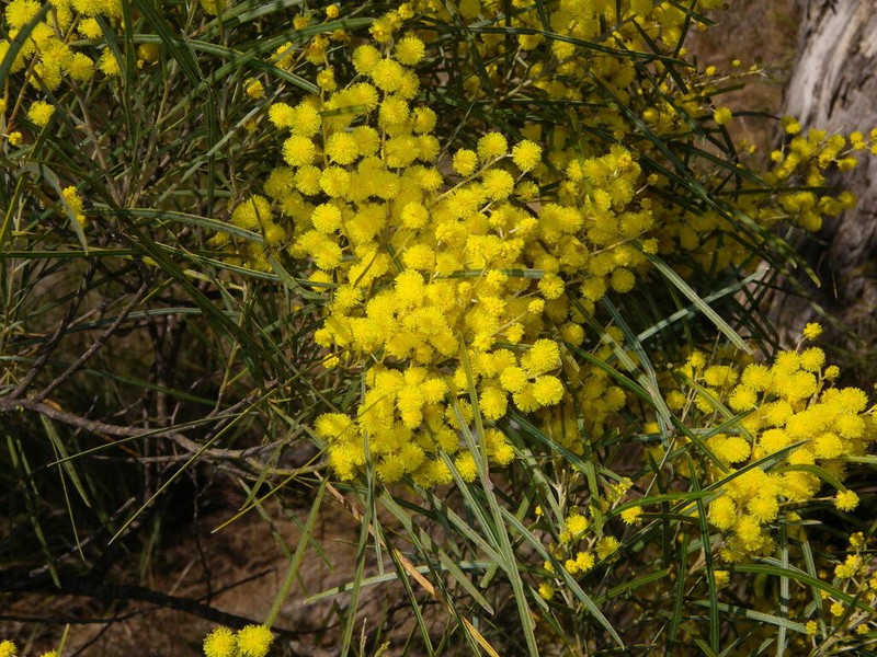 Acacia ingramii photo 7