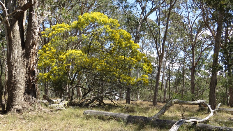 Acacia ingramii photo 8