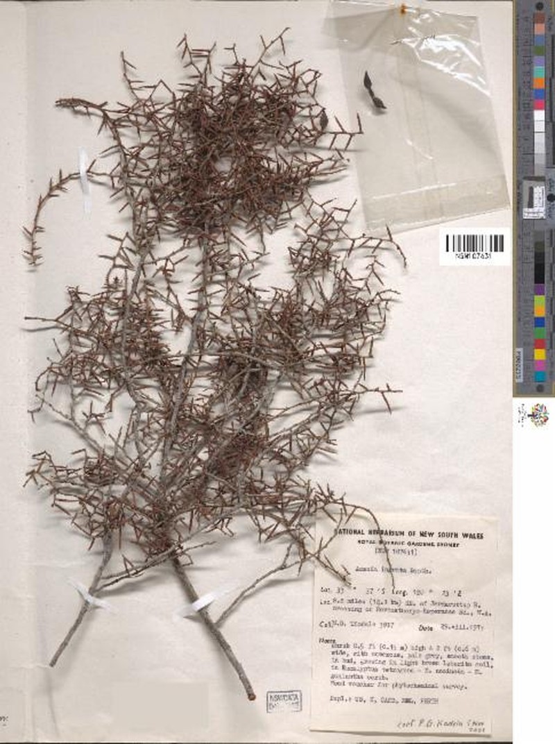 Acacia ingrata photo 4